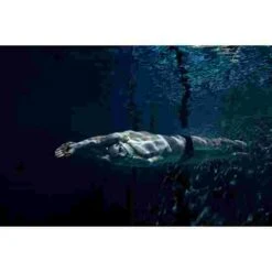 Ameo Powerbreather Snorkel -Swimming Supplies Shop 249 1400 4